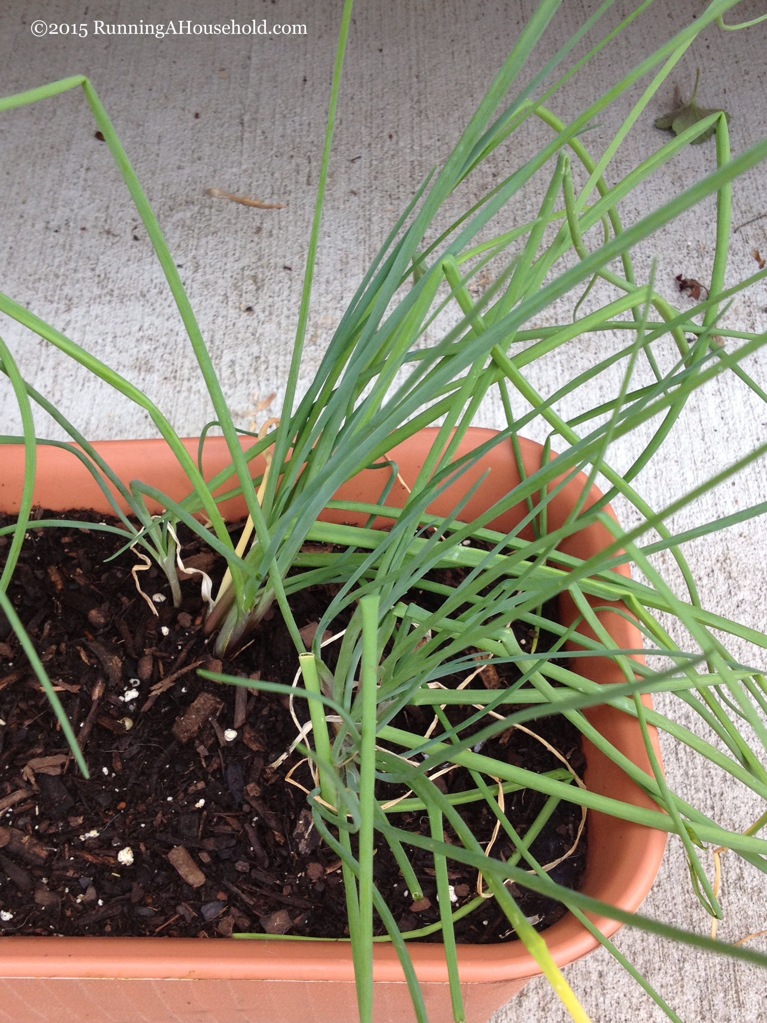 herb containers Archives Running A Household