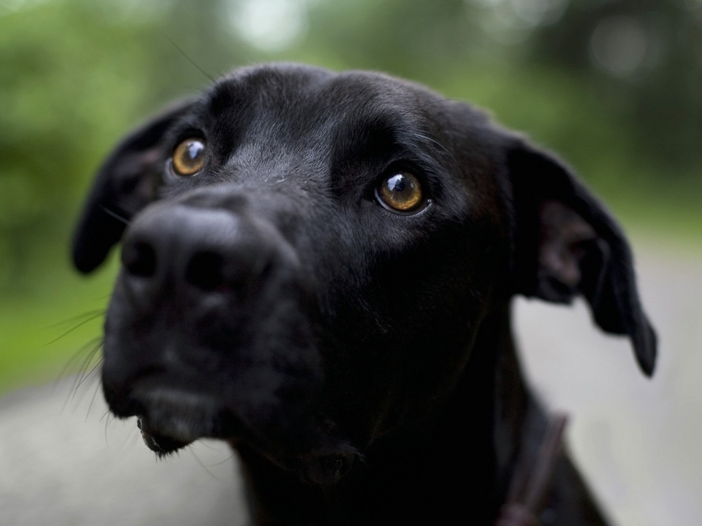 Black is beautiful o el síndrome del perro negro Running for a Dream