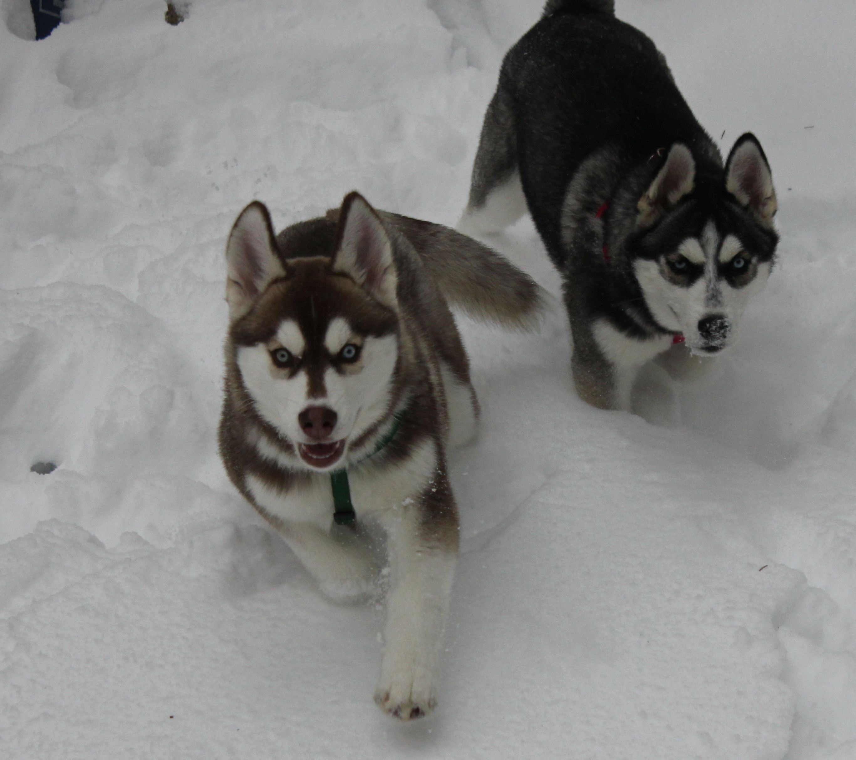 Husky Origins Running with Huskies