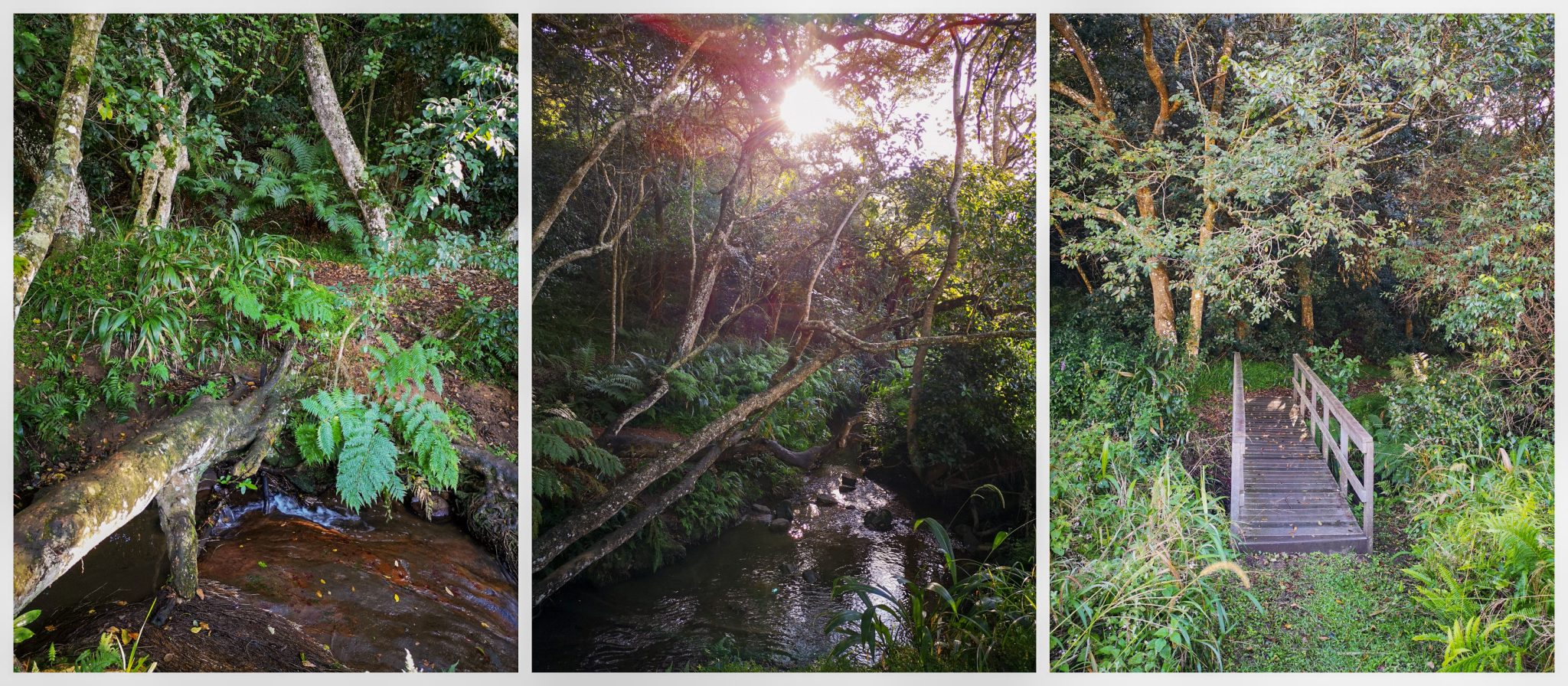 Springside Nature Reserve Run on Coffee