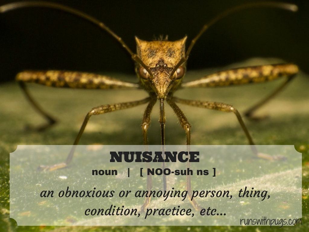 wednesday word nuisance Runs With Pugs