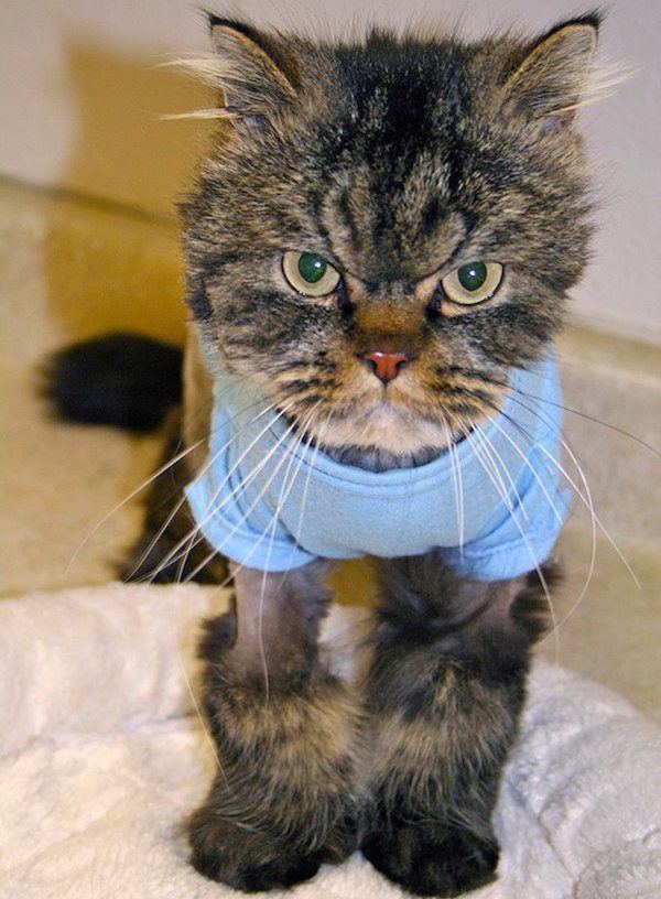 21 Pets Who Probably Killed Their Owners After These Photos Were Taken