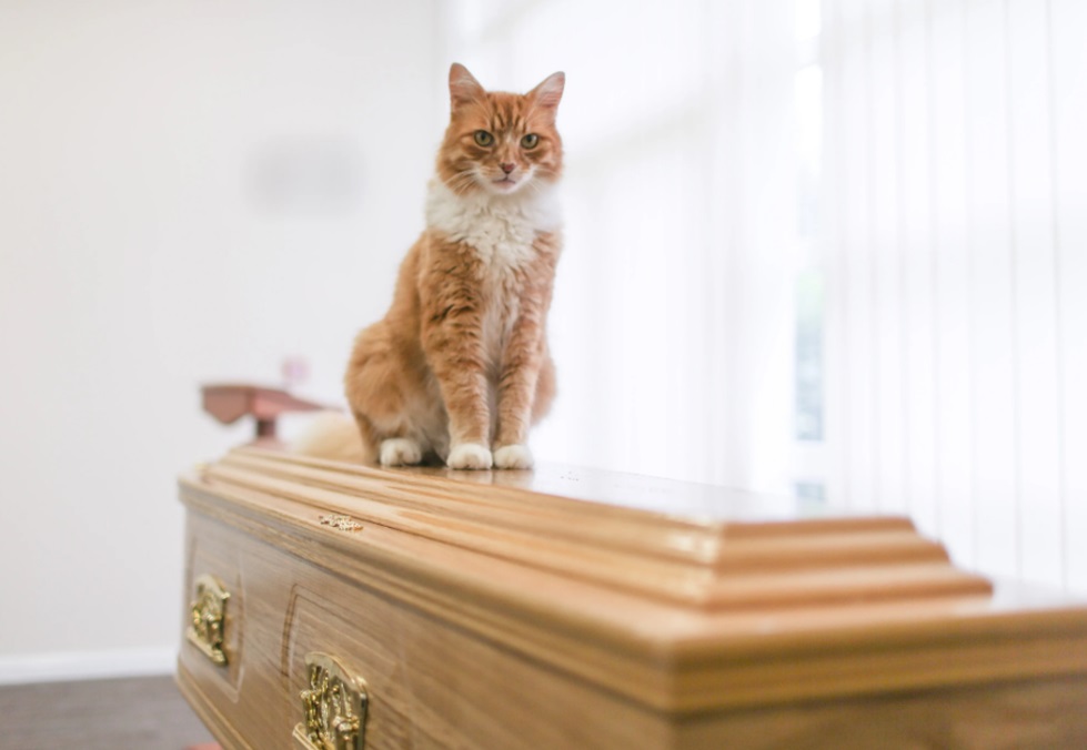 Coping with Loss How Cat Funerals Can Aid in the Grieving Process