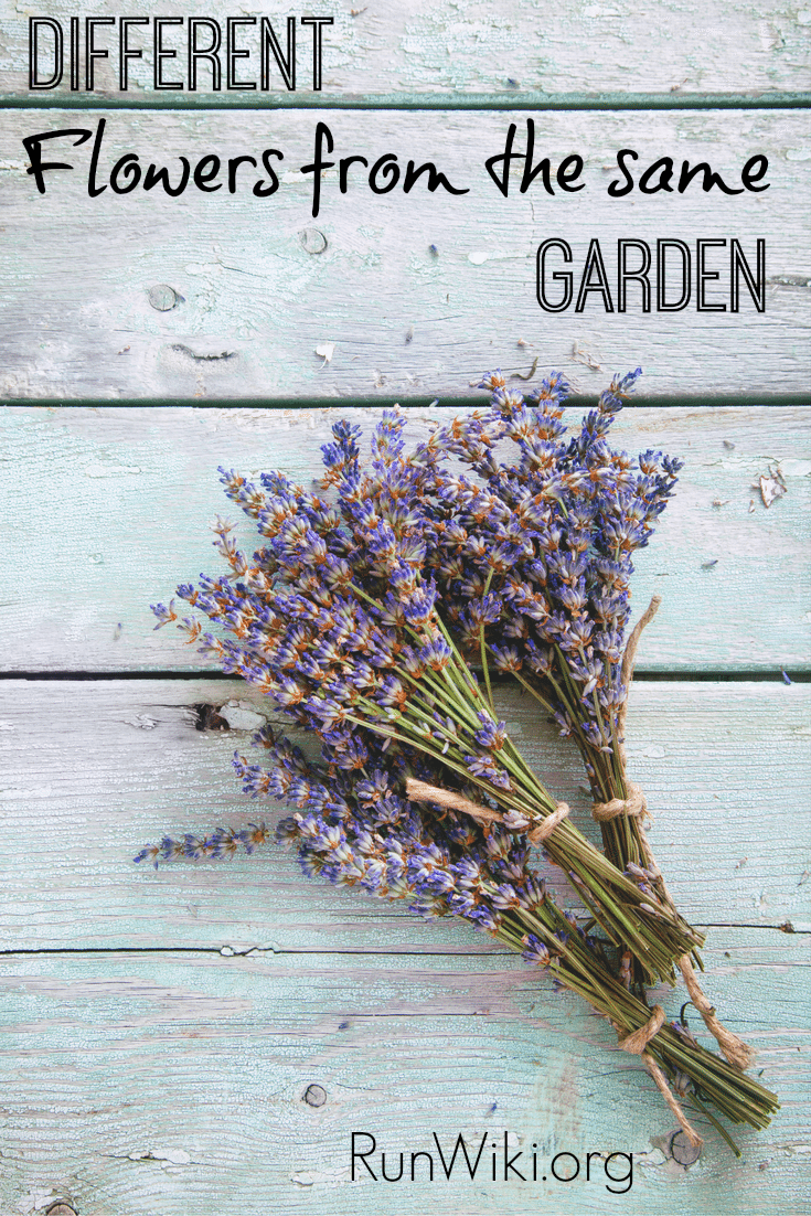 Different Flowers From the Same Garden