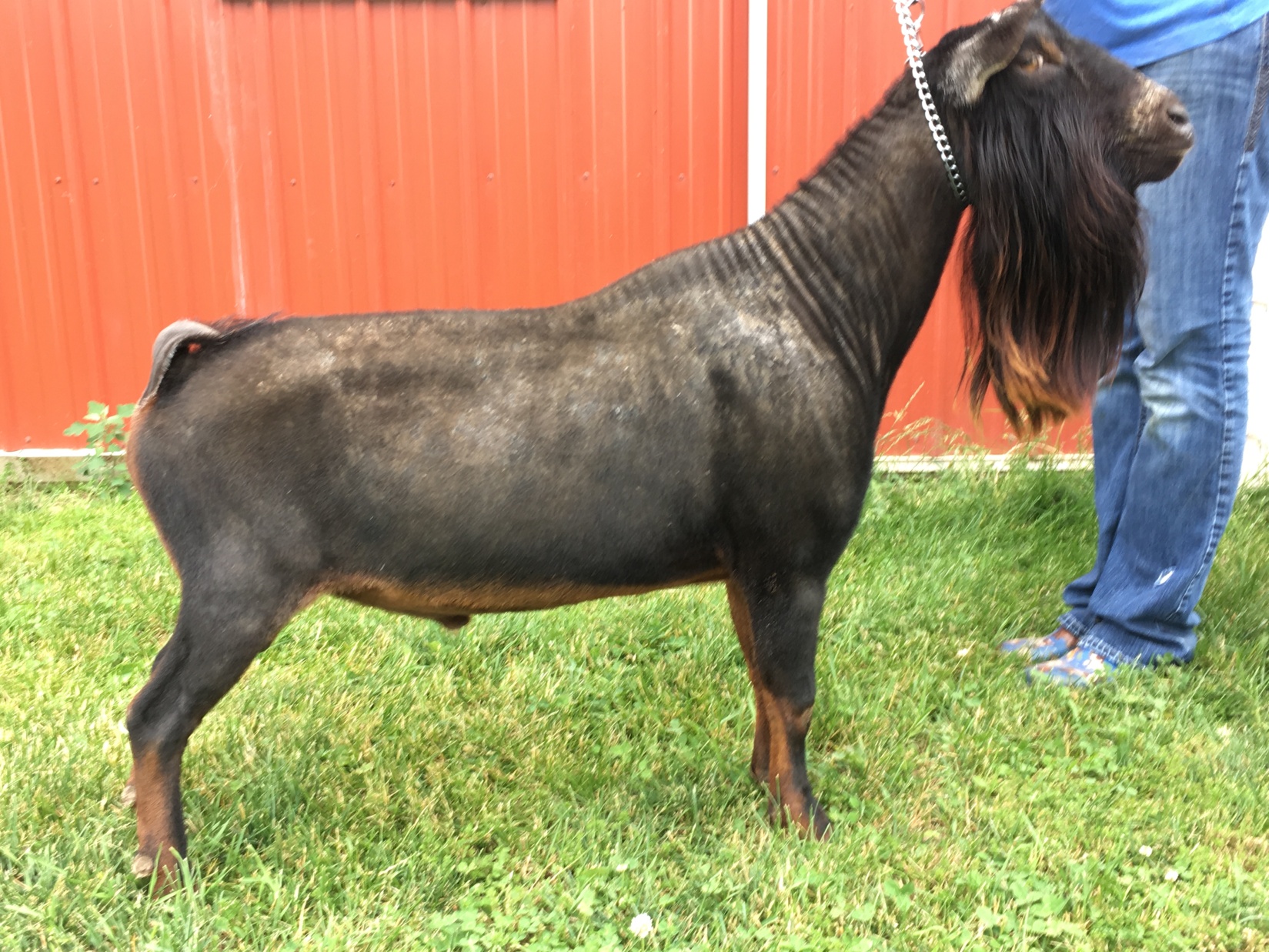 REFERENCE Runyan Farms Nigerian Dwarf Goats