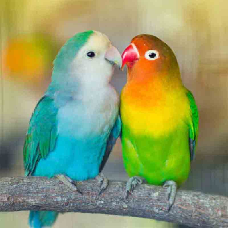Love Birds Male or Female