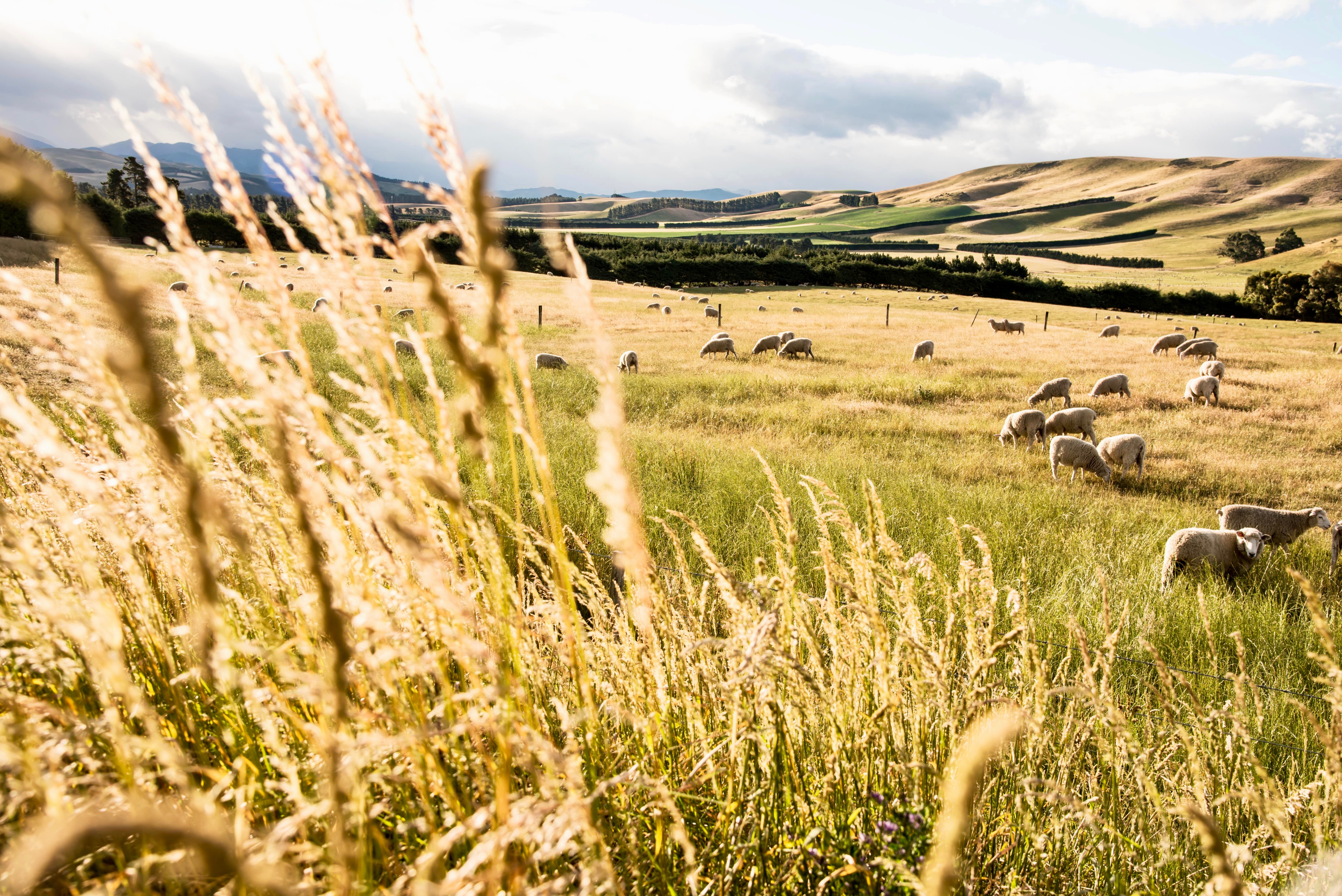 RUPP Moden Fair Fashion Fair Price