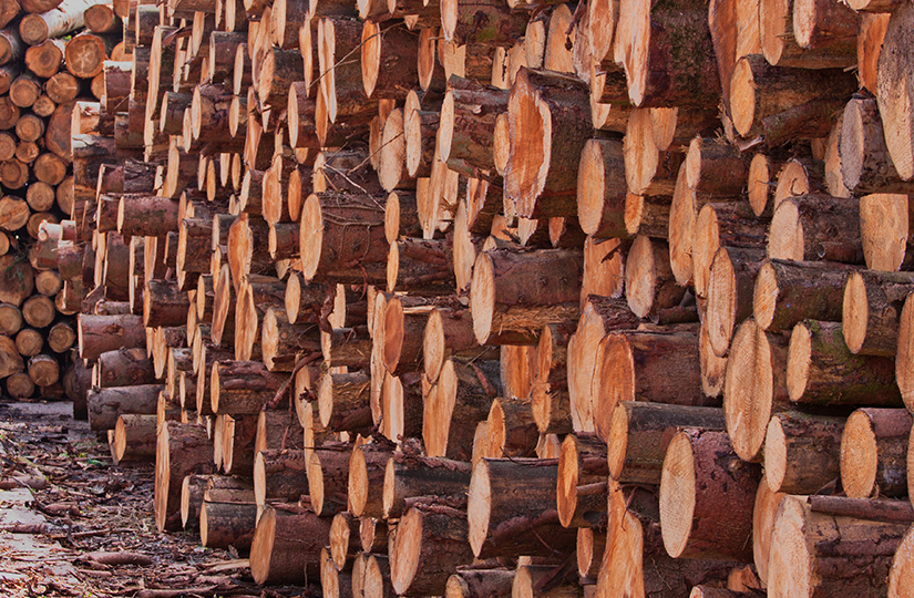 Impact of rising demand for timber on the forestry market