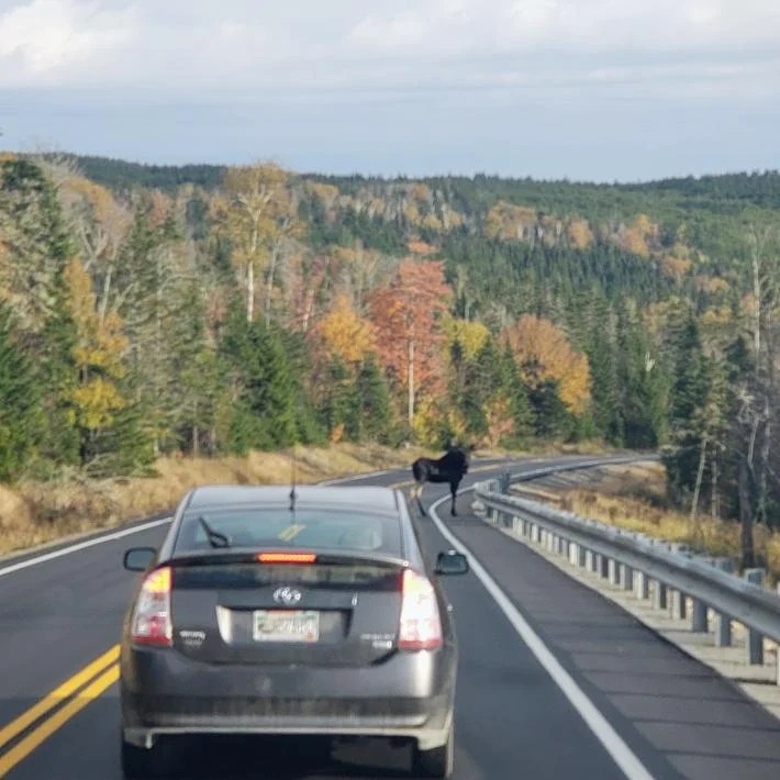 Maine Moose What Are The Chances Of Seeing 1 Big Moose?