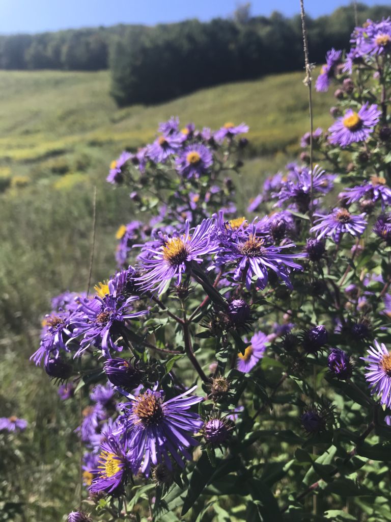 Membership Donation Williamstown Rural Lands