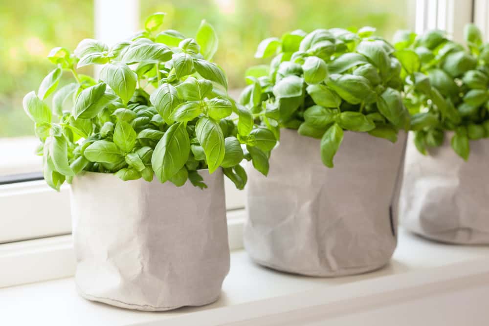 Growing Your Own Basil Plant A Guide for Beginners Rural Living Today