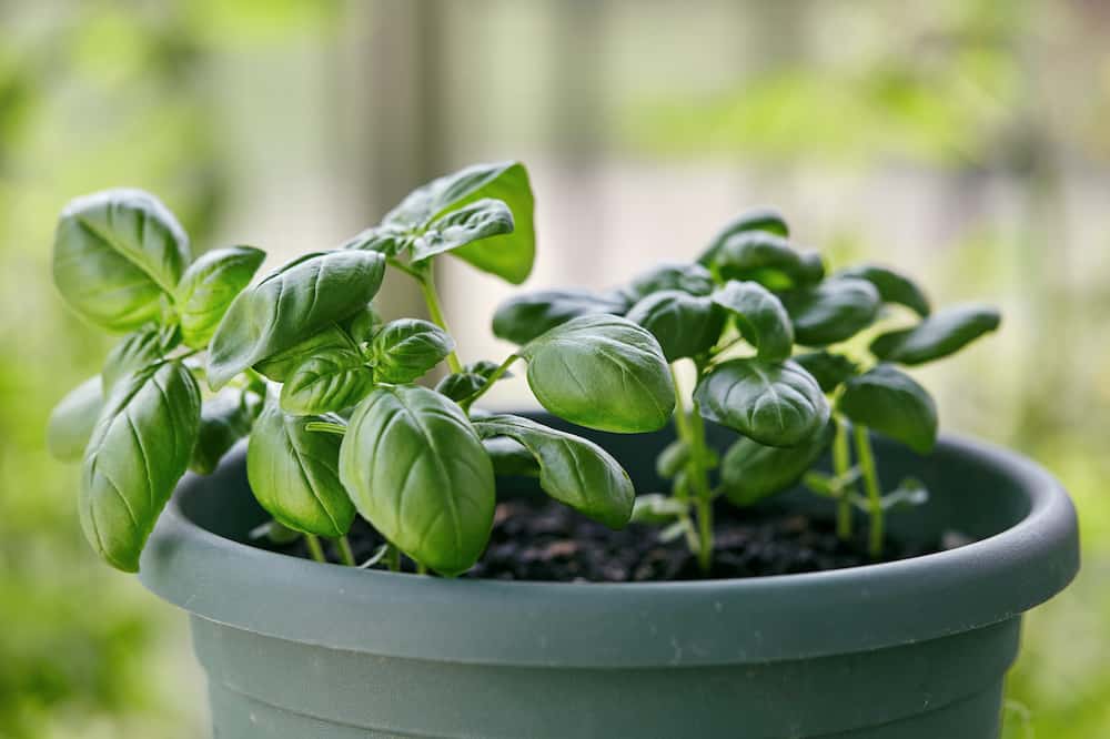 Growing Your Own Basil Plant A Guide for Beginners Rural Living Today