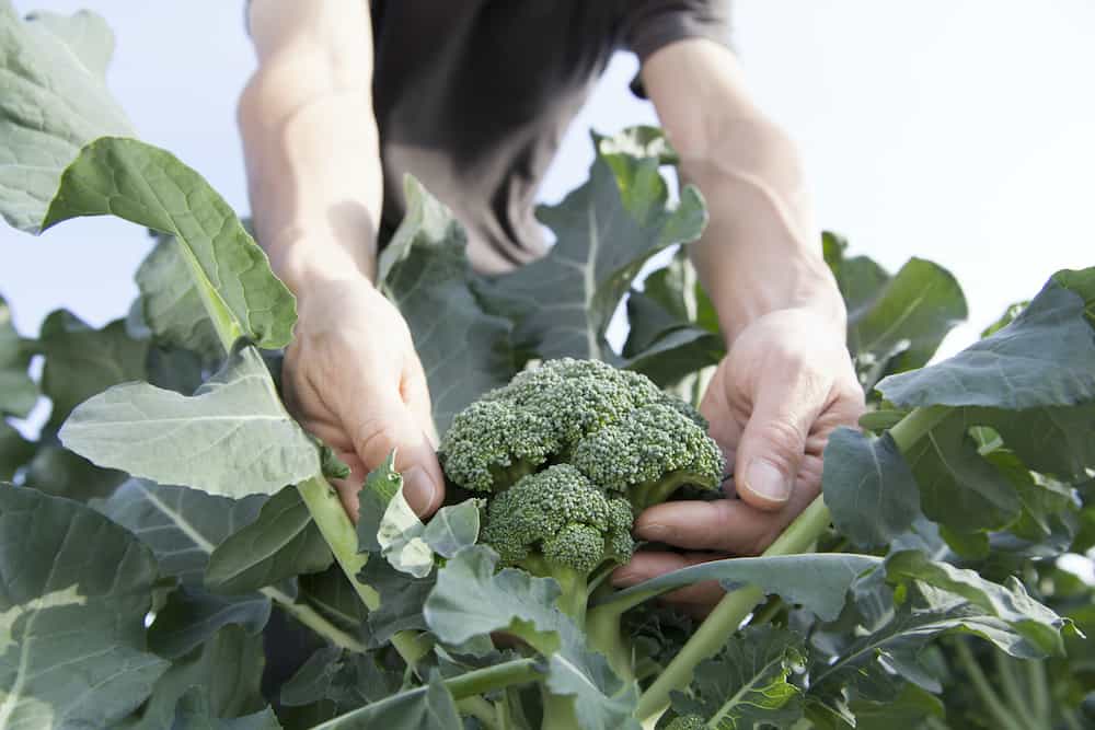 Broccoli Plant Growing, Caring, and Harvesting Guide for