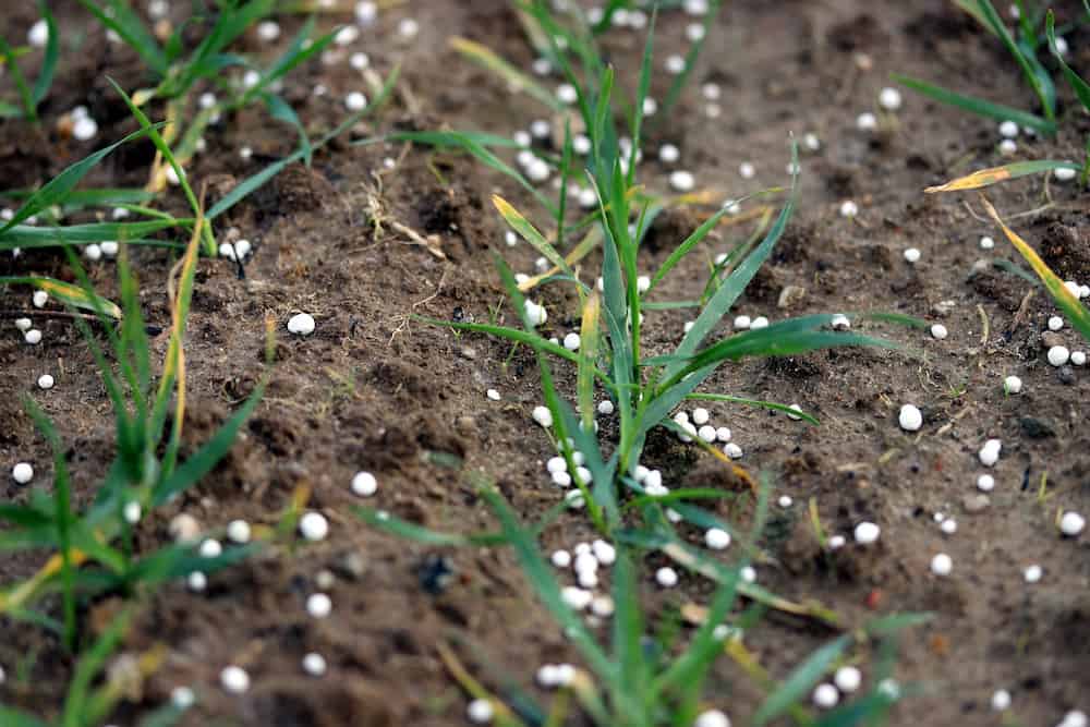 Calcium Nitrate for Plants Yay or Nay?