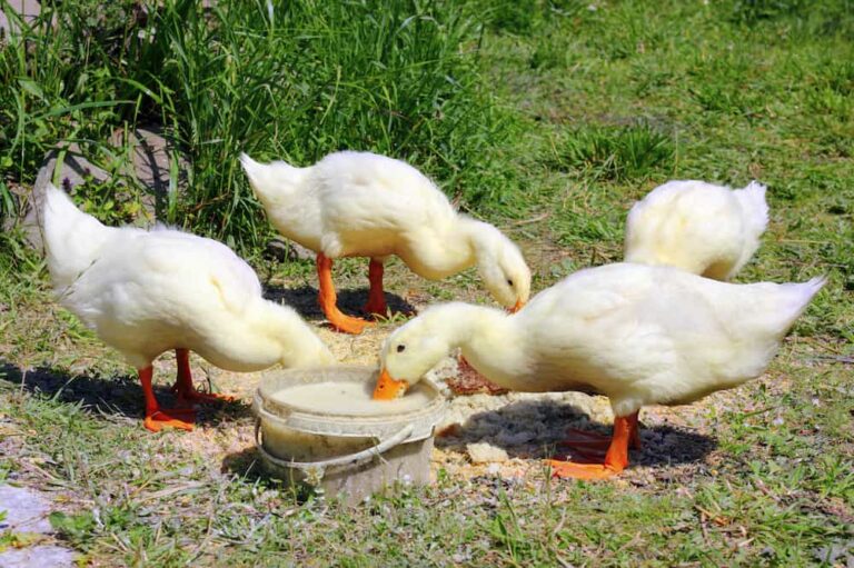 Can Ducks Eat Chicken Feed? Duck Feeding 101 Rural Living Today