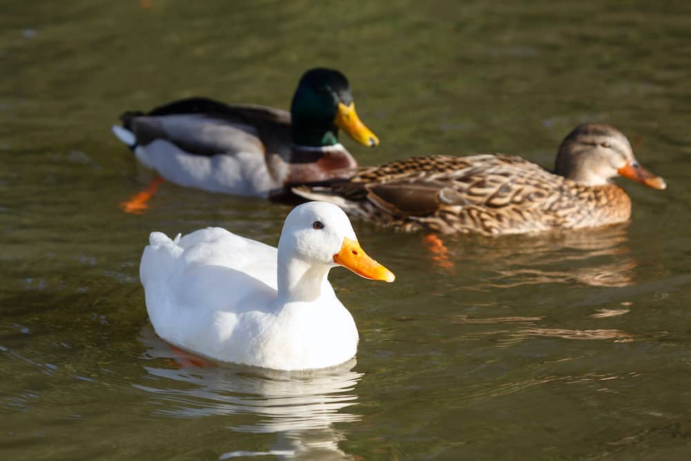 Which Duck Breeds Is Best? Rural Living Today