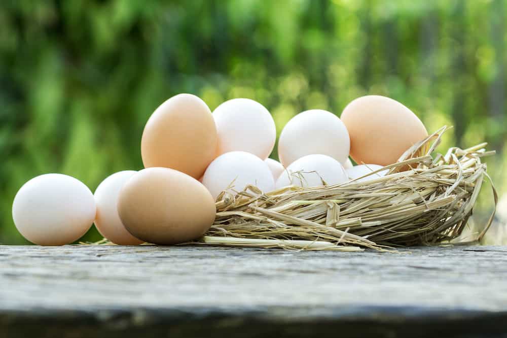 Duck Eggs vs Chicken Eggs Which Is Better?