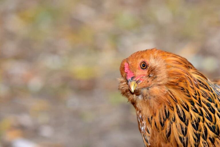 Easter Egger Chicken Beginning Breeders Guide