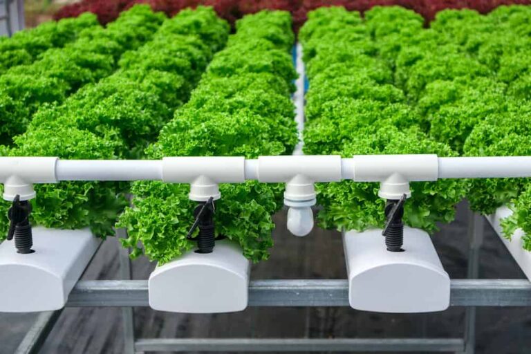 Ebb and Flow System for Hydroponics What Is It?