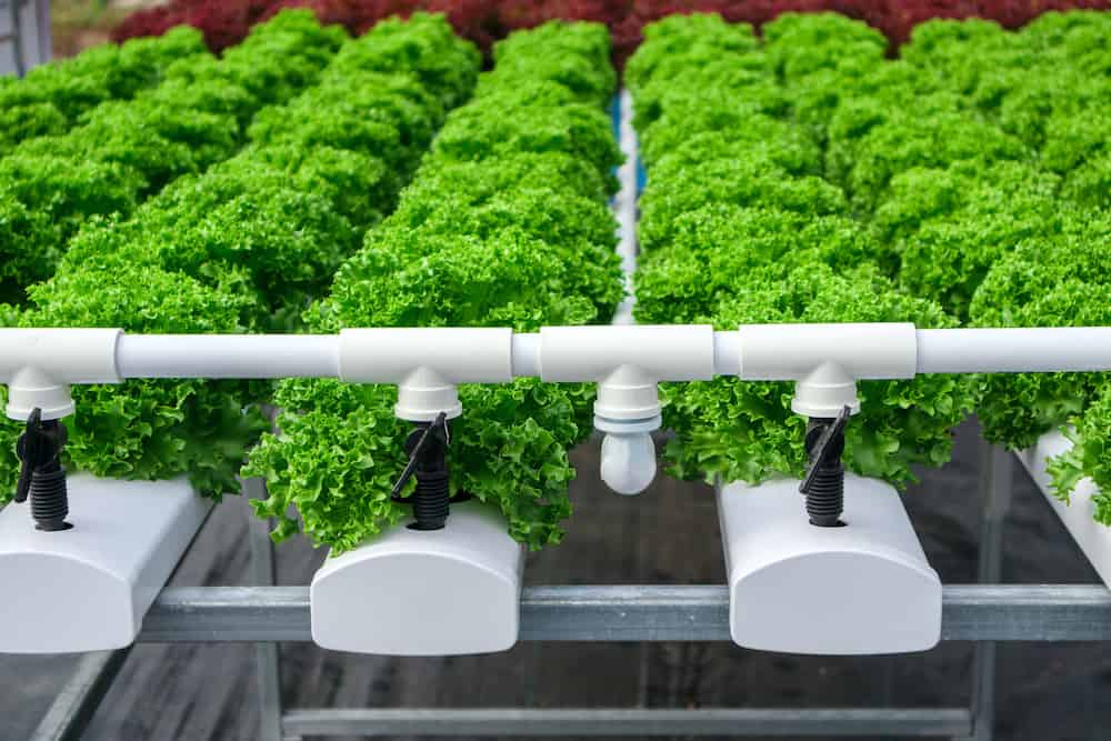 Ebb and Flow Hydroponic System What Is It?