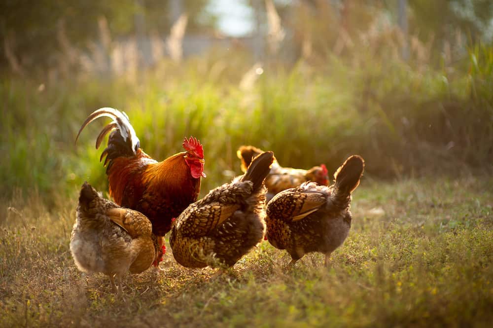 How Do Chickens Mate?