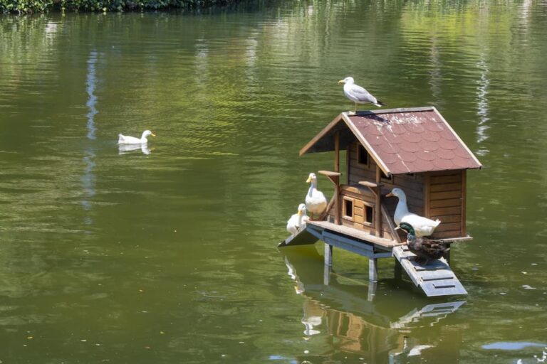 How to Build a Duck House Helpful Guide for Beginners Rural Living Today