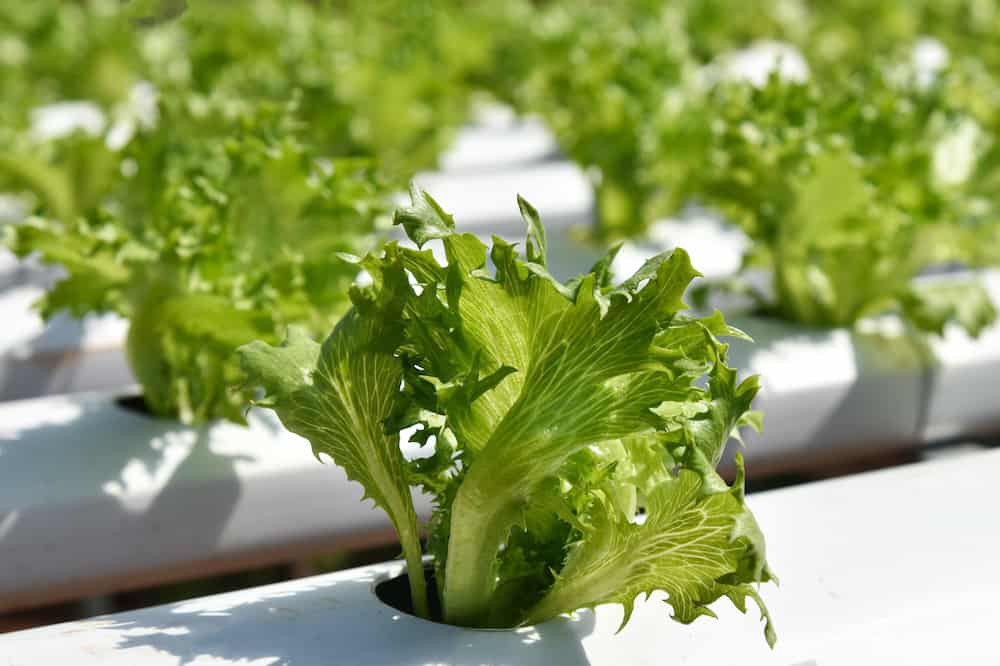 Hydroponics vs Soil Which Is Better? Rural Living Today