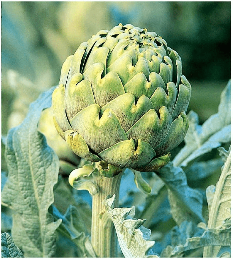 Artichoke Plant Grow as Food or a Flowering Plant Rural Living Today