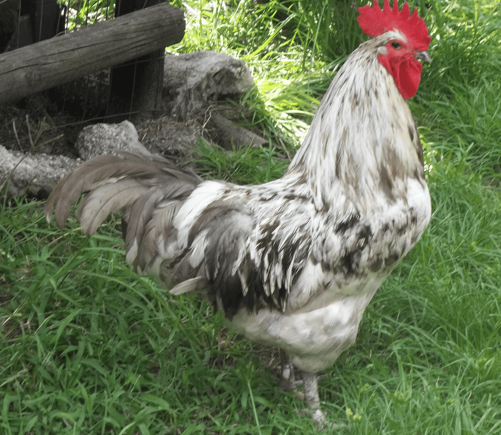 Blue Jersey Giant Rooster Rural Living Today