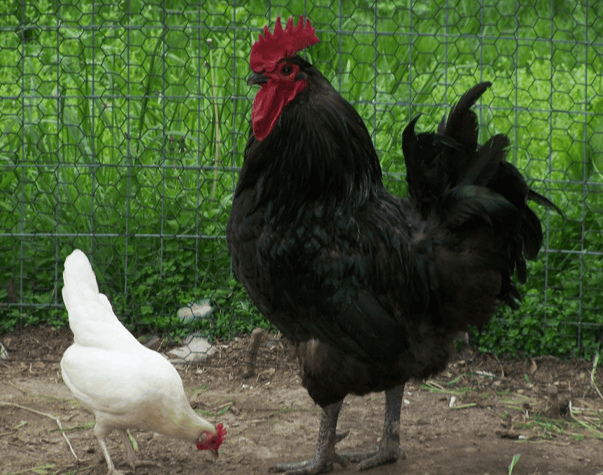 Largest Chicken Breeds Biggest, Heaviest, Tallest Rural Living Today