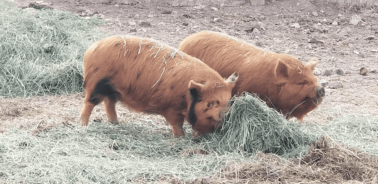 Kunekune Pigs Raising Kunekunes on the Homestead Rural Living Today