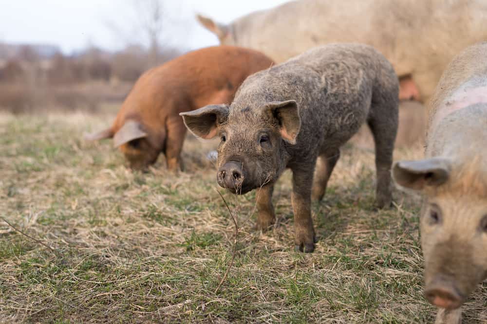 Mangalitsa Pig Are They the Best Choice for Your Homestead?