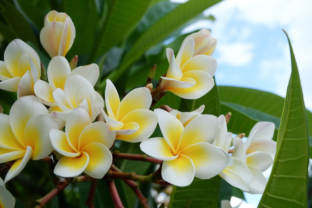 Plumeria A Beautiful Plant to Add in Your Garden Rural Living Today