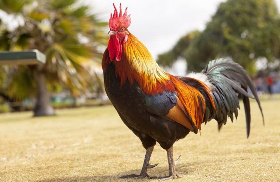 How Long Do Roosters Live Factors that Affect Rooster Lifespan