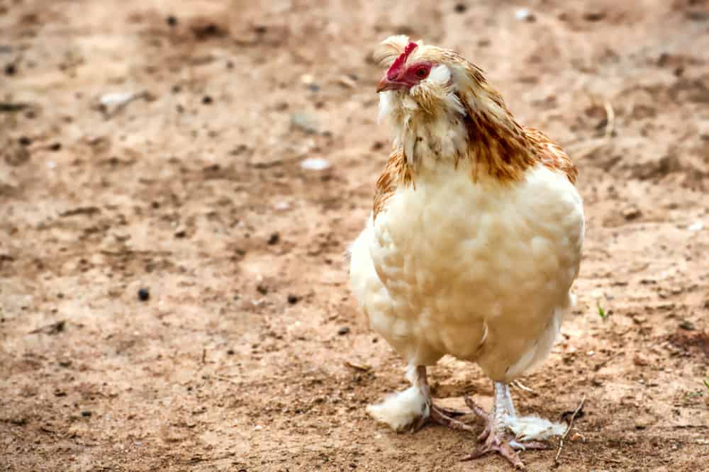 Salmon Faverolle Why They're Great to Raise Rural Living Today