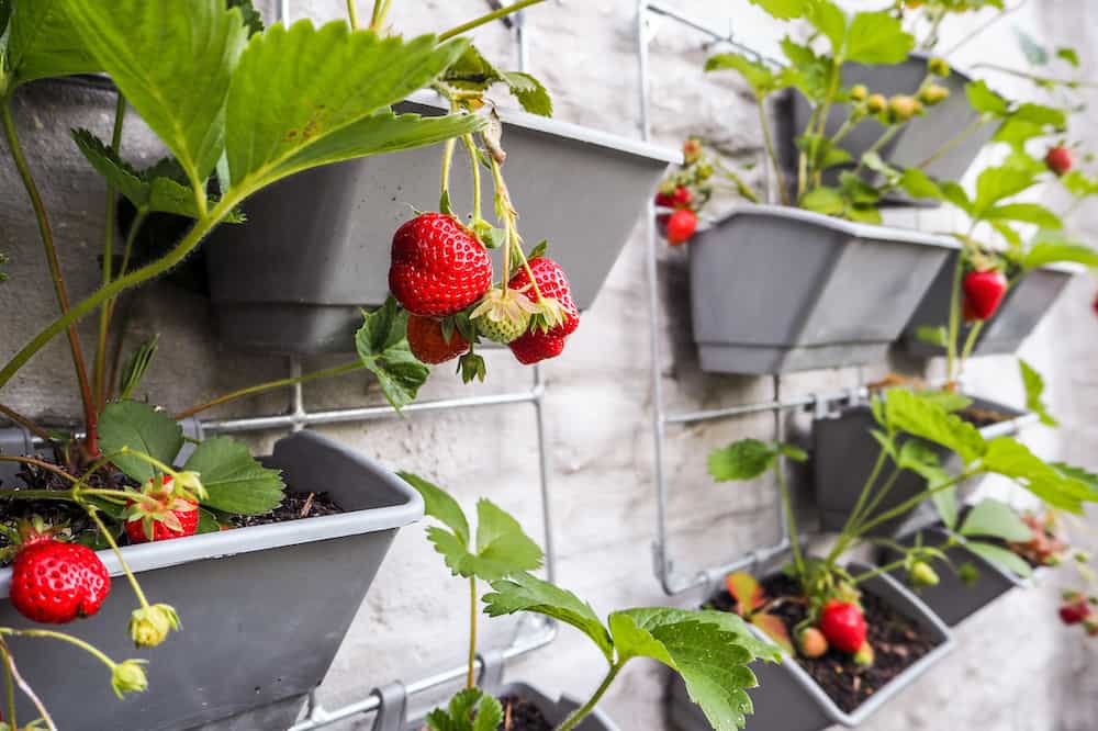 Strawberry Planters Pots Growing Strawberries on the Patio