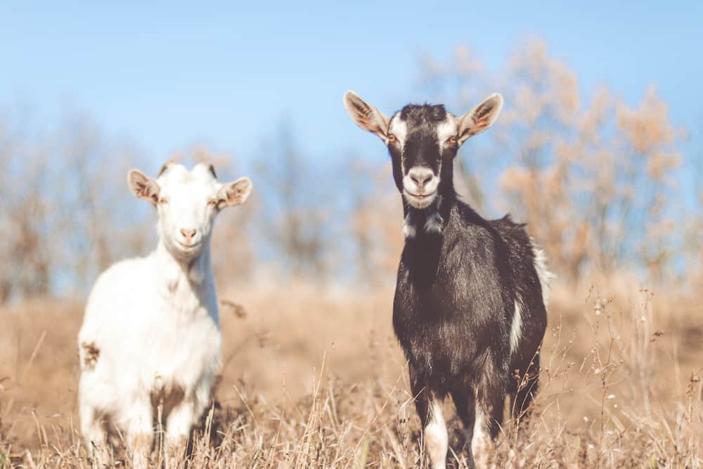 What Is a Wether Goat Why Add Them to Your Farm Rural Living Today