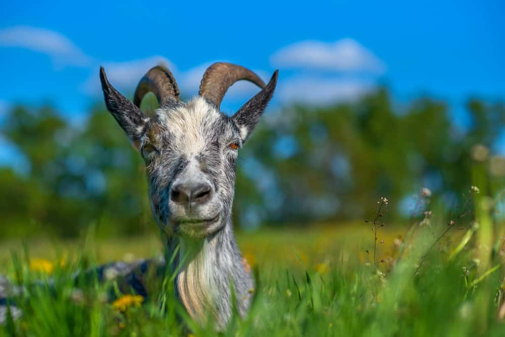What Is a Wether Goat Why Add Them to Your Farm Rural Living Today