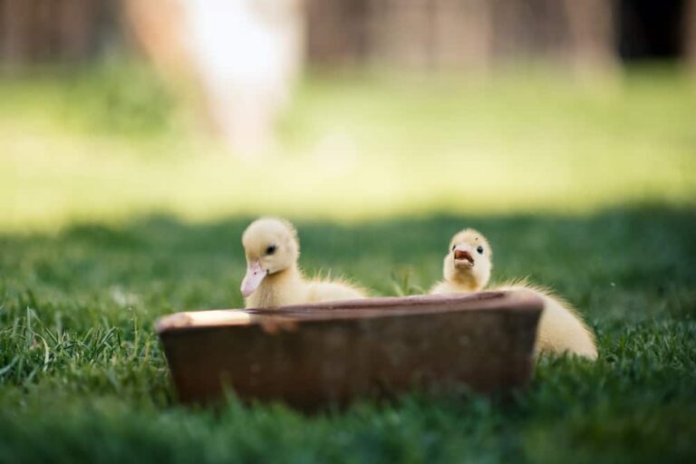 Feeding Ducklings to Meet Their Nutritional & Growth Needs