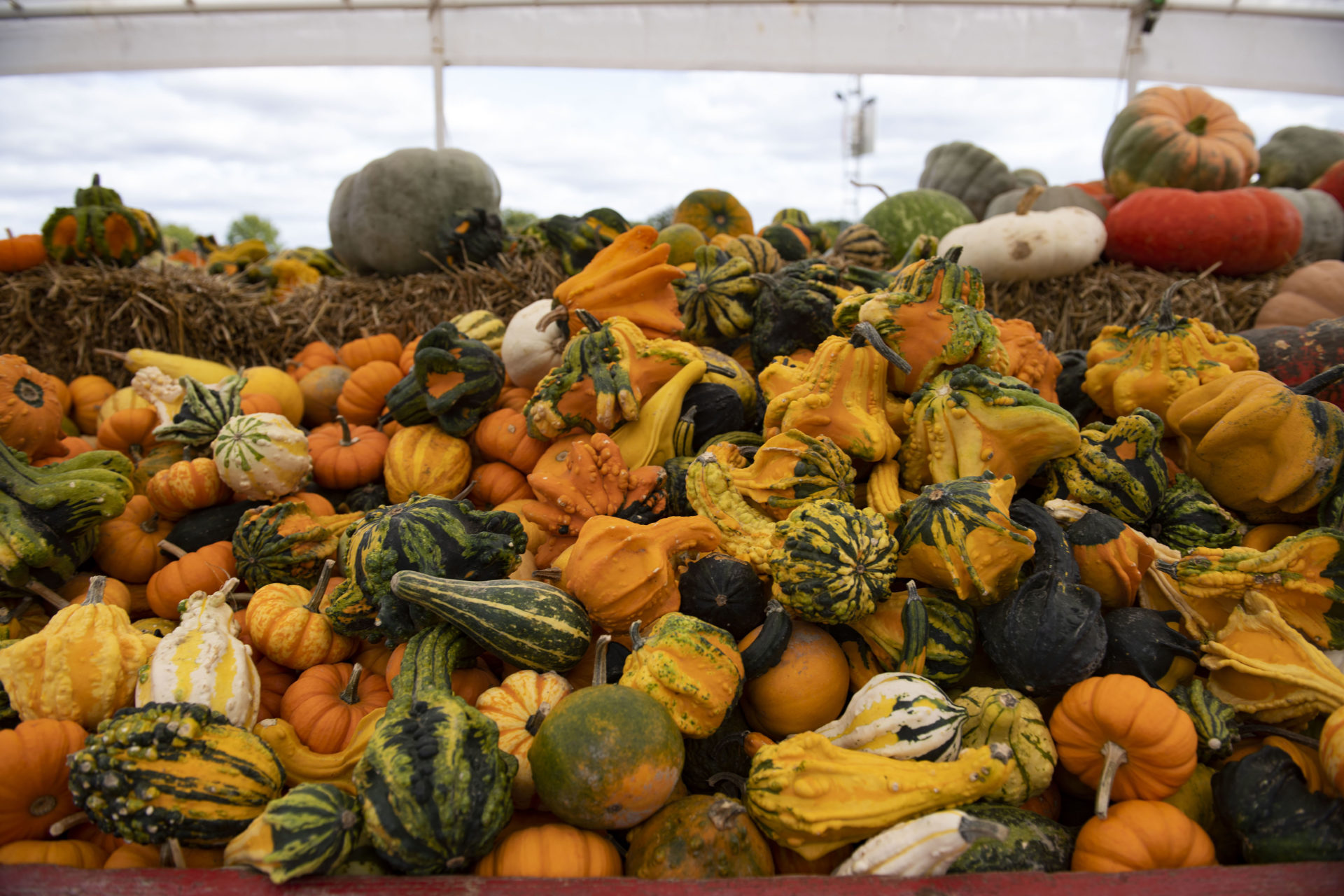 Hickory Ridge Orchard Rural Missouri