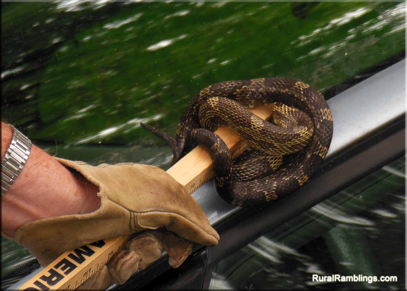 Snake on a Car Rural Ramblings…