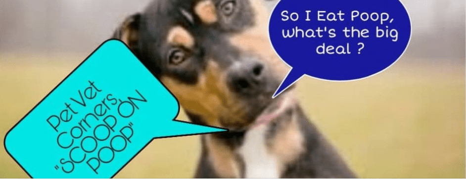 Why Does My Puppy/Dog Eat Poop? RVO Vet Corner Files