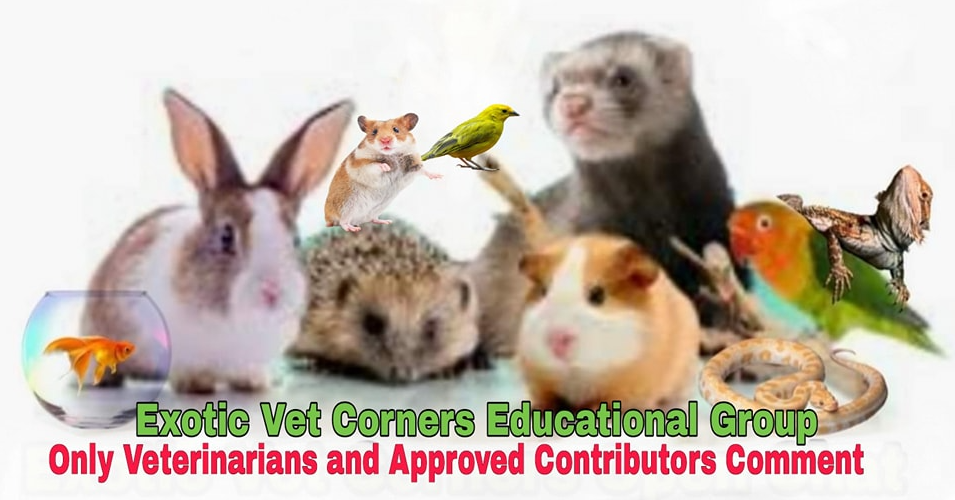 Exotic Vet Corner Files RVO Vet Corner Files