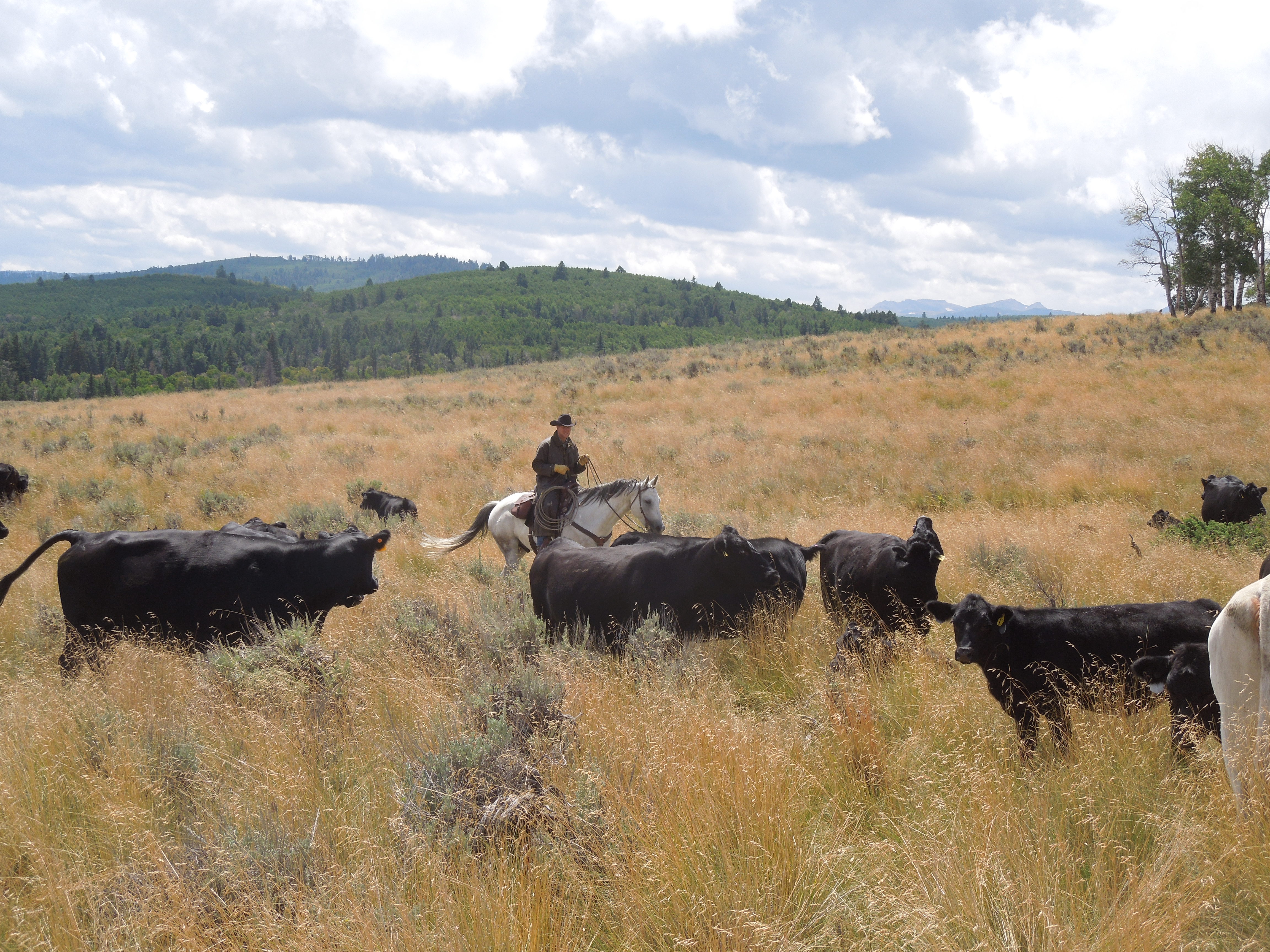 About Russell Cattle Company, LLC