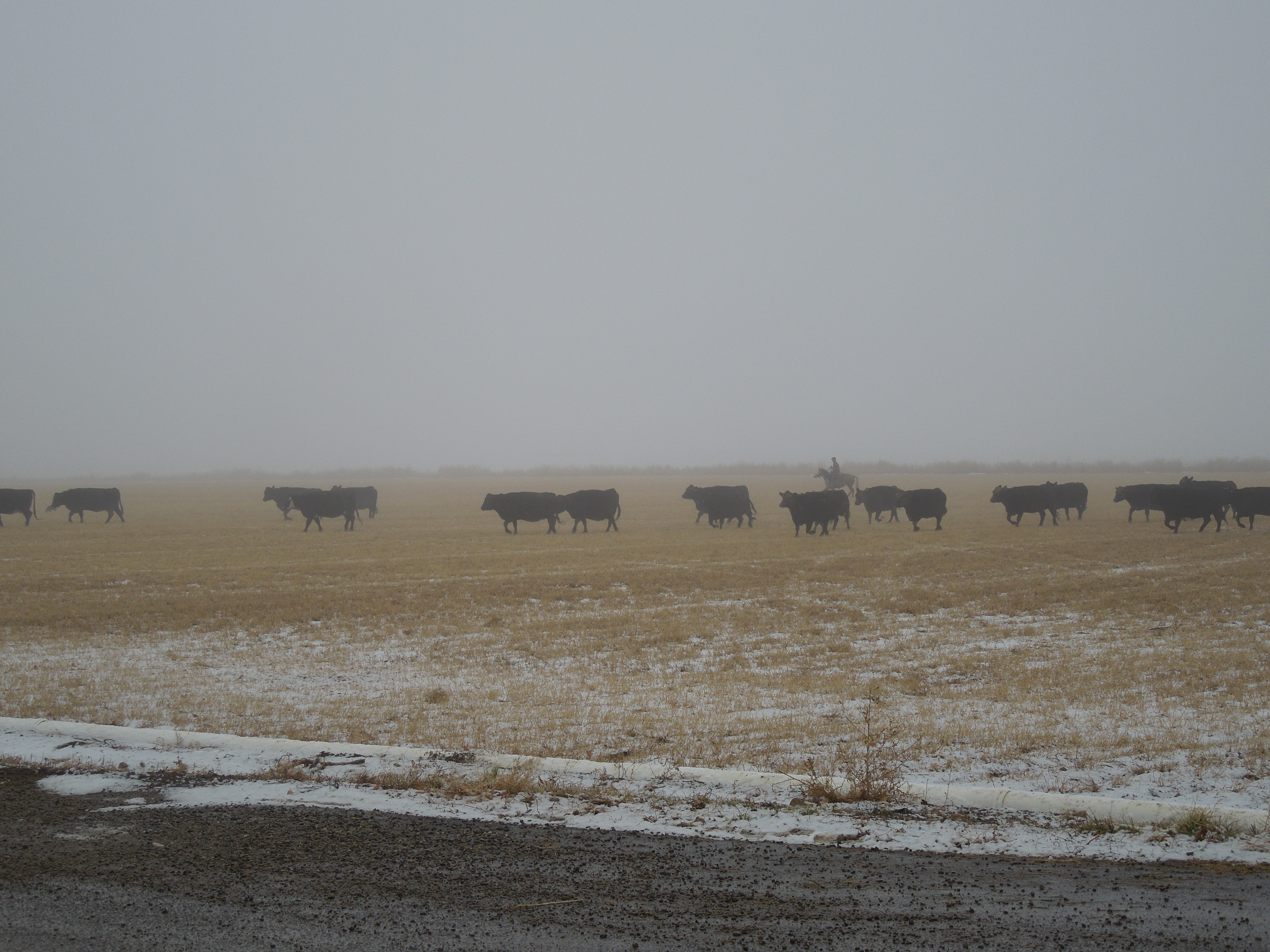 About Russell Cattle Company, LLC