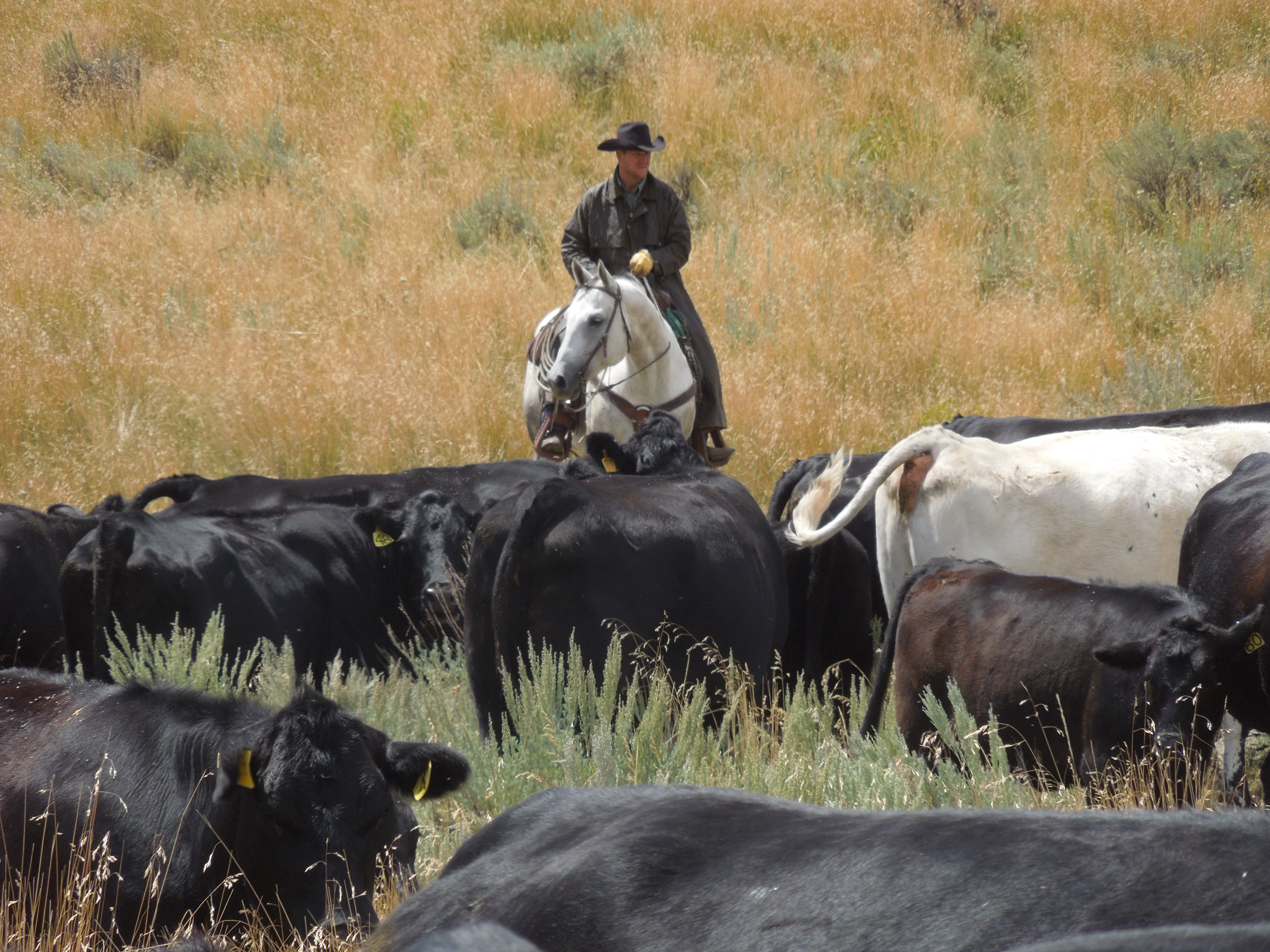 About Russell Cattle Company, LLC