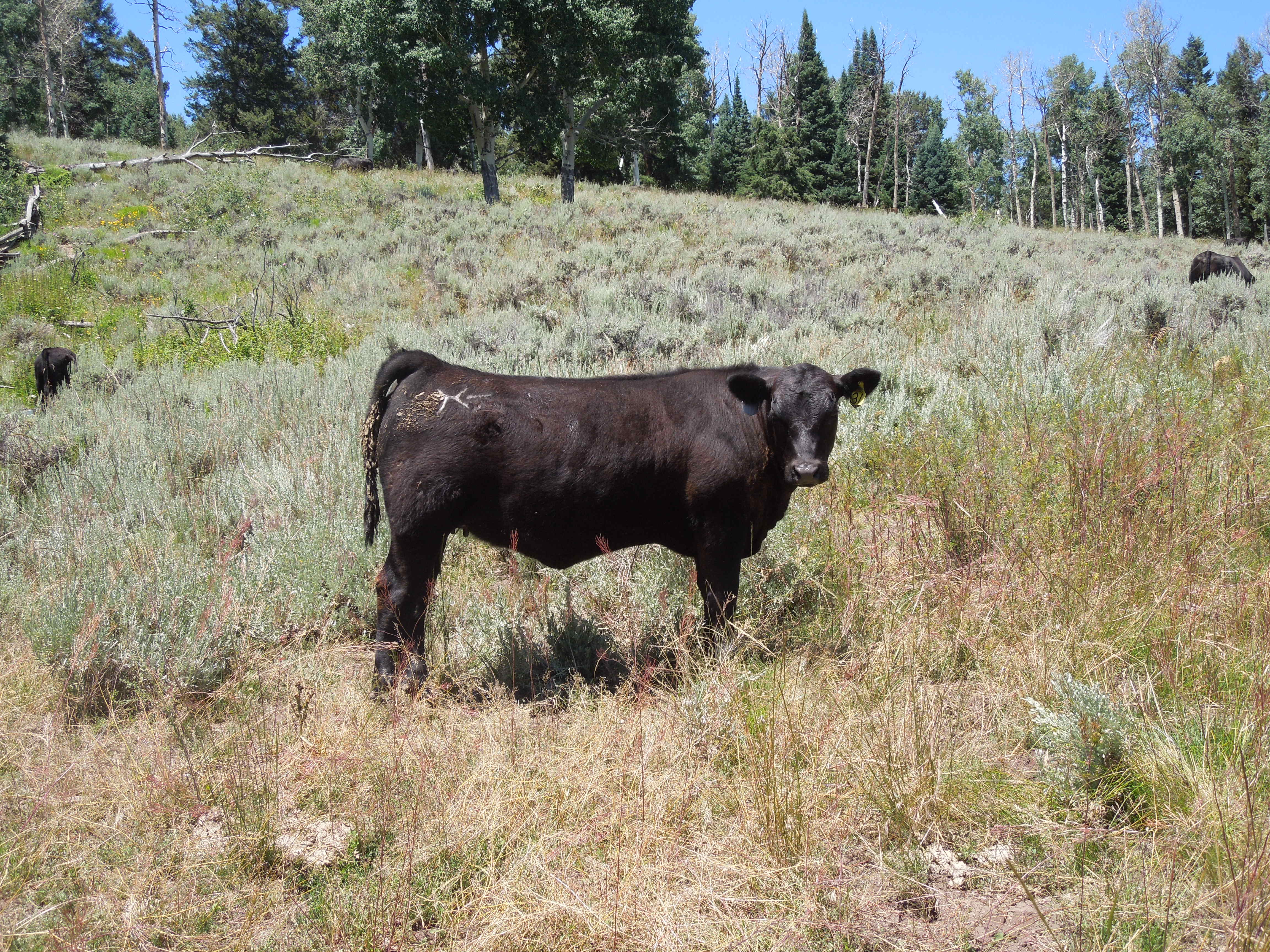 About Russell Cattle Company, LLC