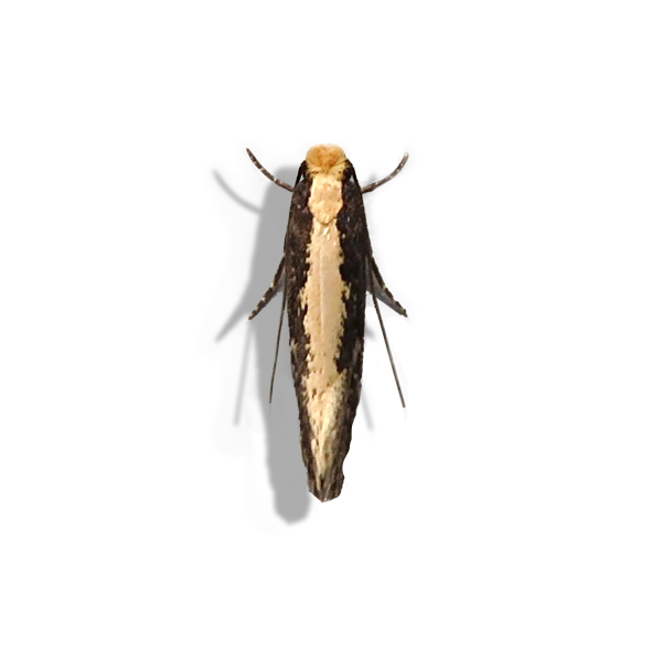 Clothes Moth Russell IPM