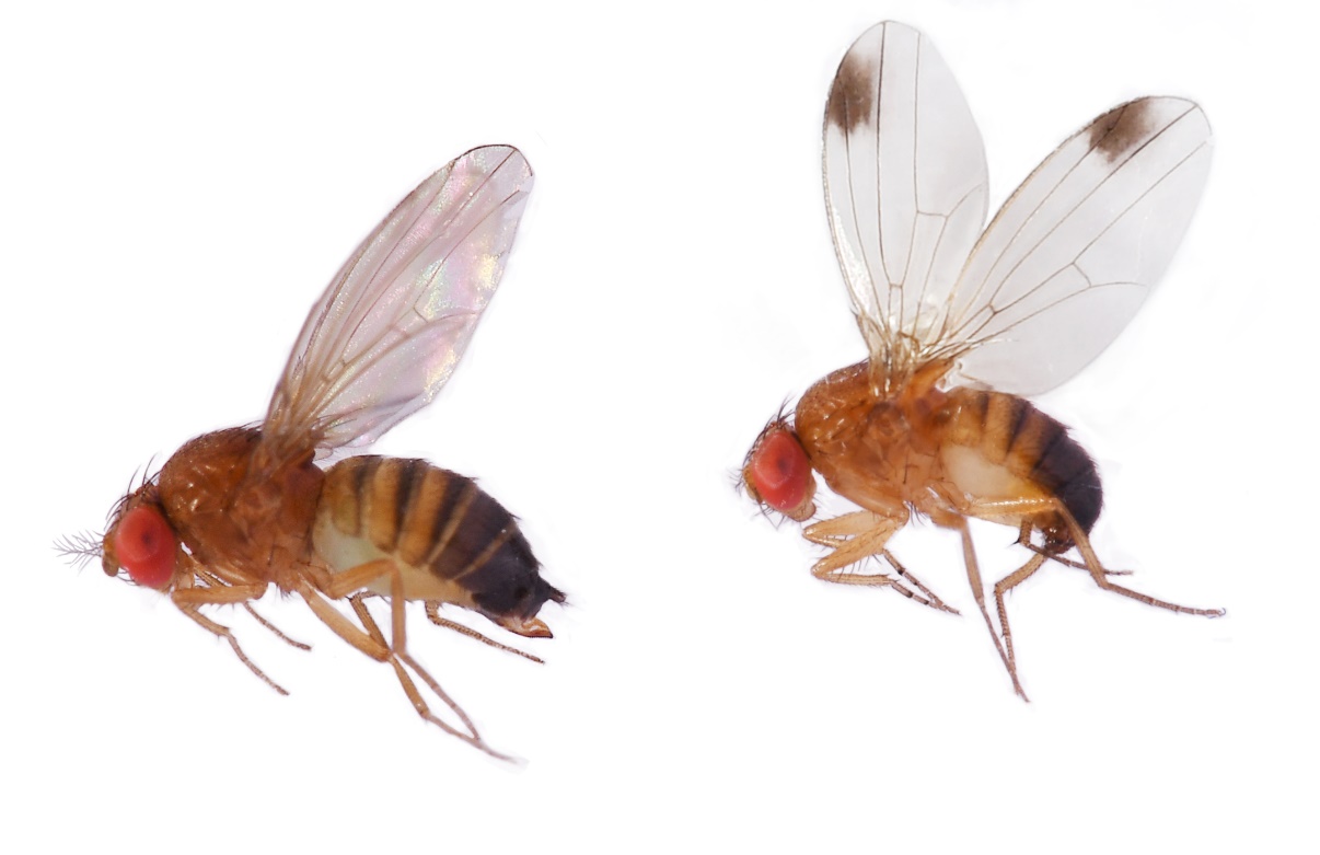 Drosophila suzukii, Spotted wing drosophila Russell IPM
