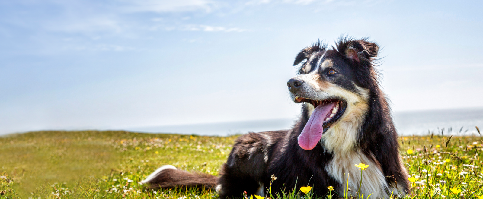 Vet Near Me 37752 Russell Veterinary Services Harrogate, TN